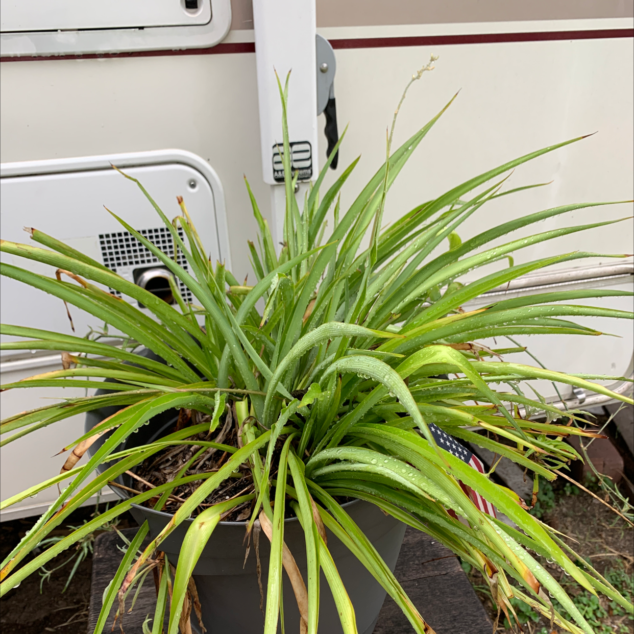 Spider Plant plant photo by Linda named Your plant on Greg, the plant care app.