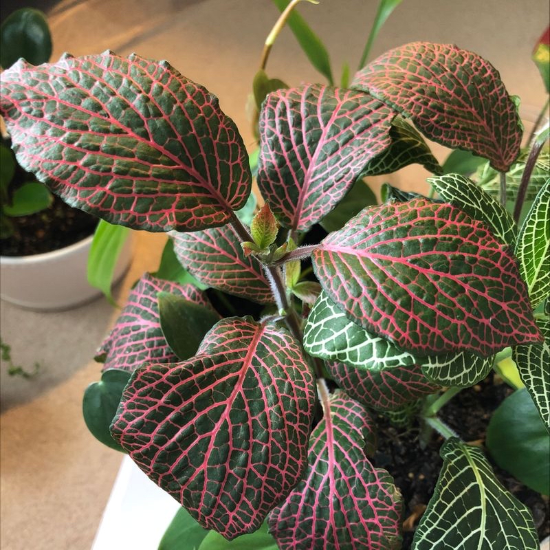 Nerve Plant (Fittonia) with vibrant green leaves and pink veins, appearing healthy.