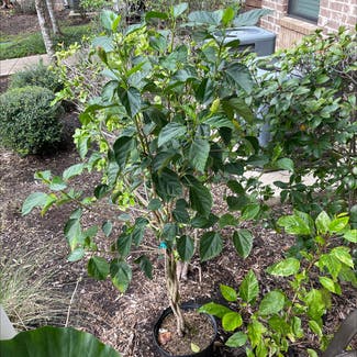 Chinese Hibiscus plant in League City, Texas