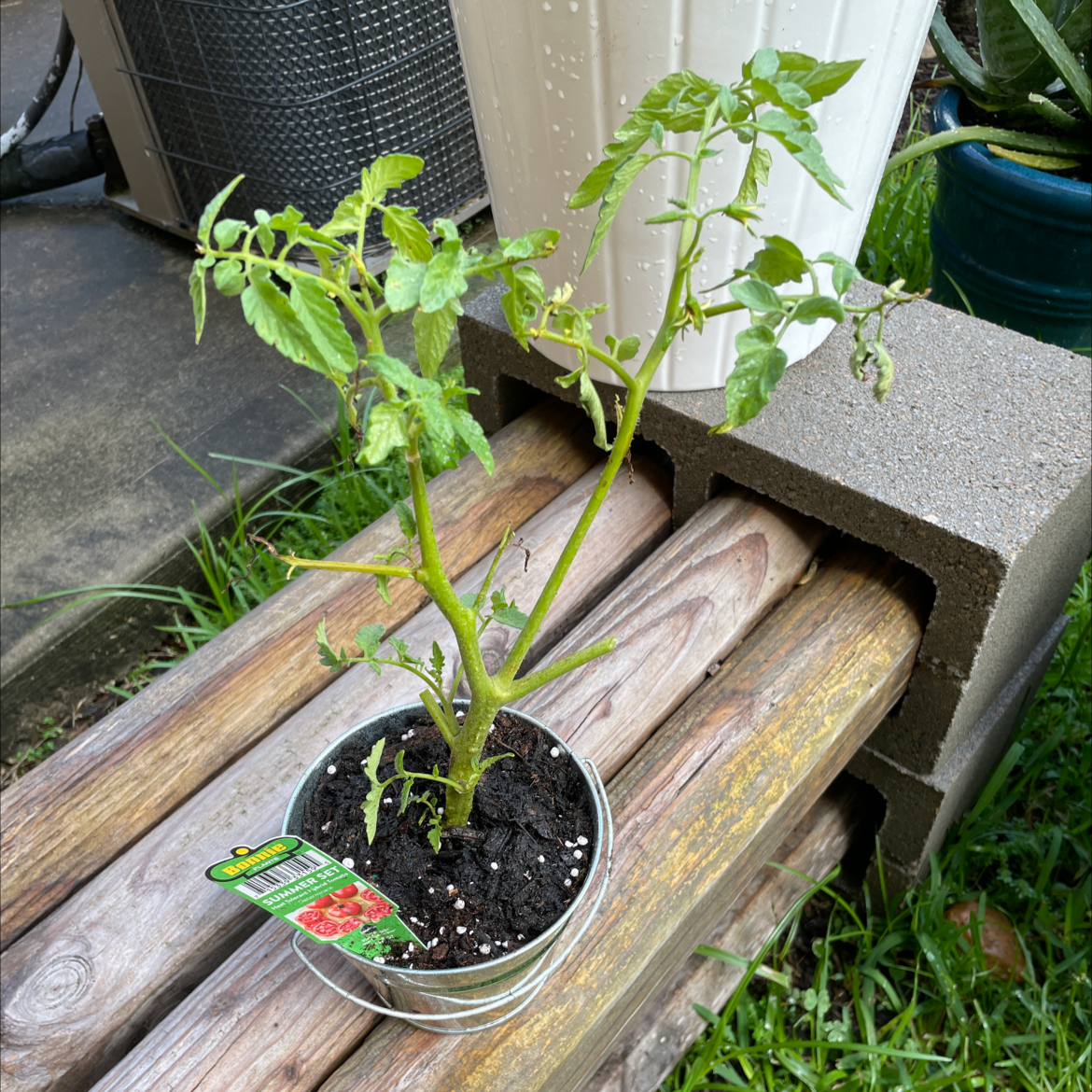Tomato Plant plant photo by @VikkiB named Tommy Jr on Greg, the plant care app.