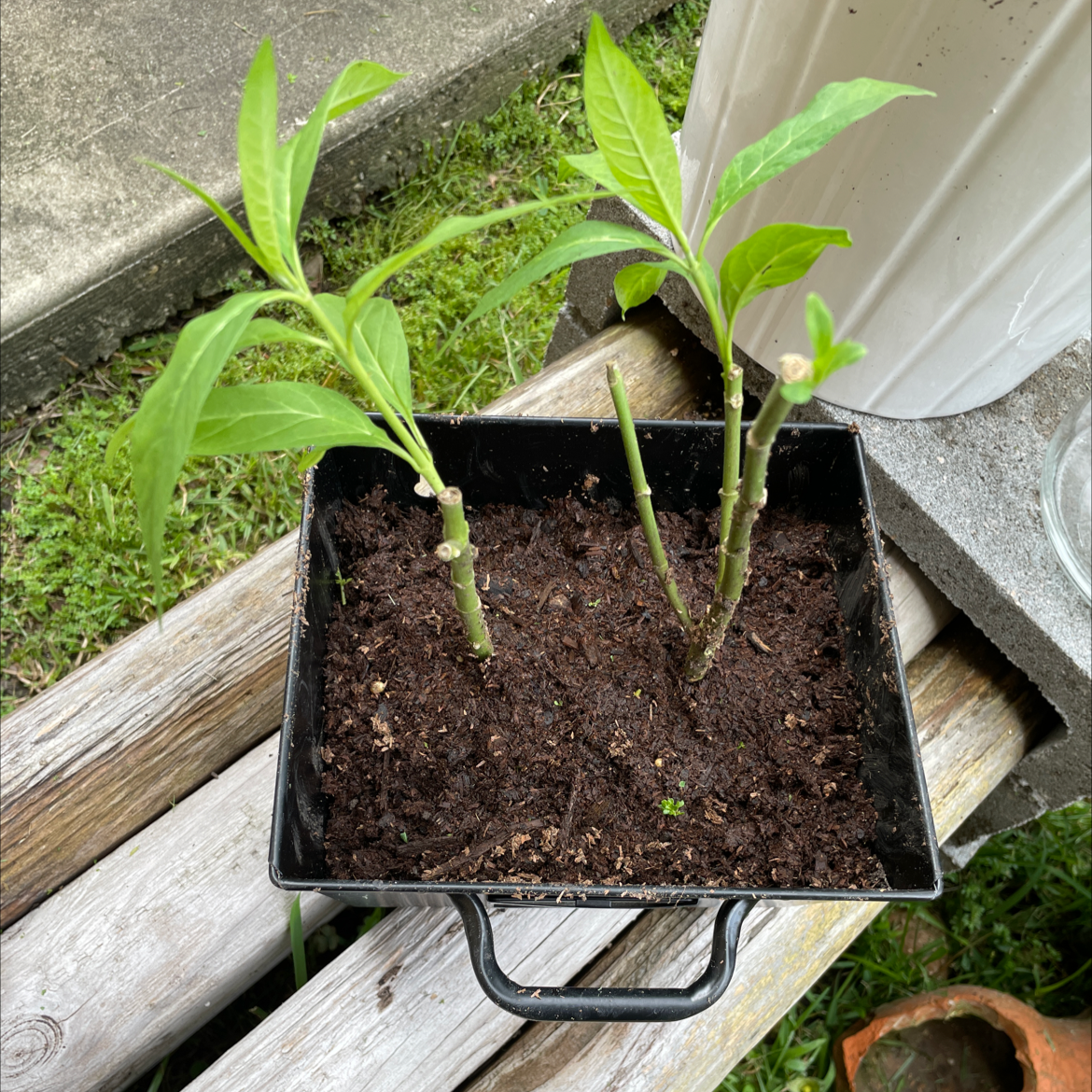 Photo of the plant species Tropical Milkweed by @VikkiB named Milky Mamas on Greg, the plant care app