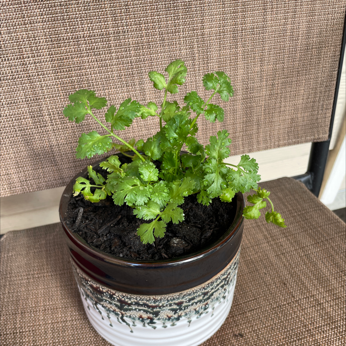 Coriander plant photo by @VikkiB named Sellah on Greg, the plant care app.