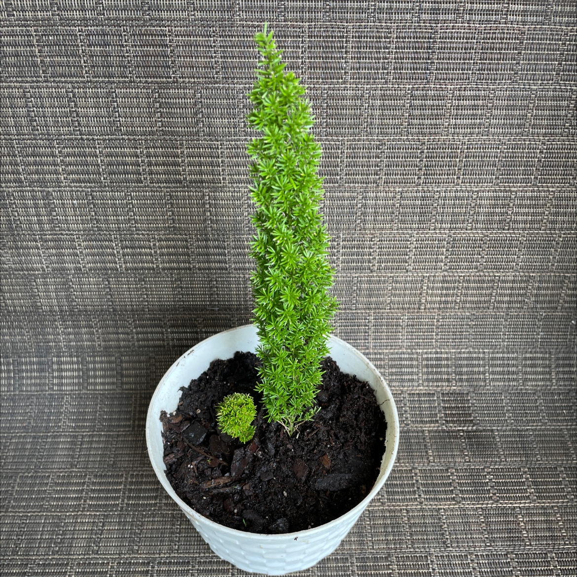 Plume Asparagus plant photo by @VikkiB named Christmas Tree on Greg, the plant care app.