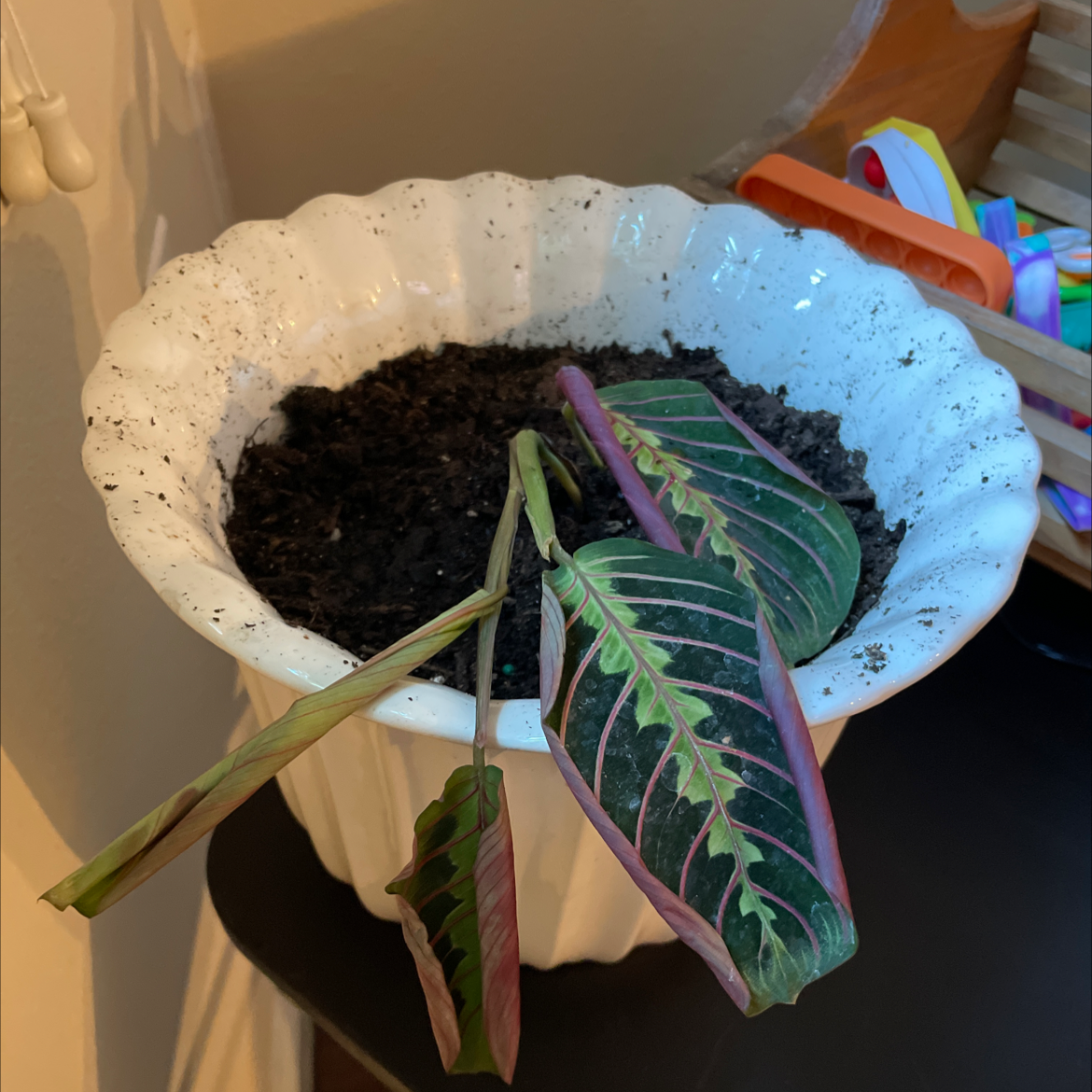 Green Prayer Plant plant photo by @VikkiB named Pray Big on Greg, the plant care app.