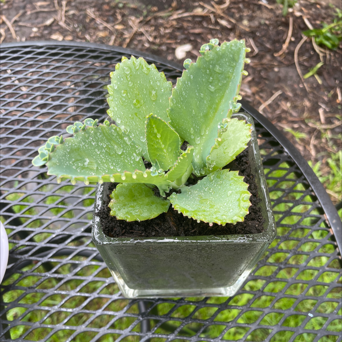 Mother of Millions plant photo by @VikkiB named A Milli on Greg, the plant care app.
