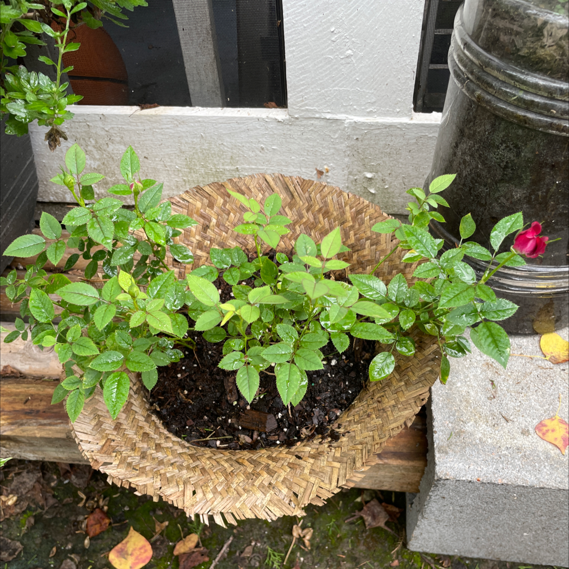 Alpine Rose plant with green leaves and a single red flower in a woven basket.
