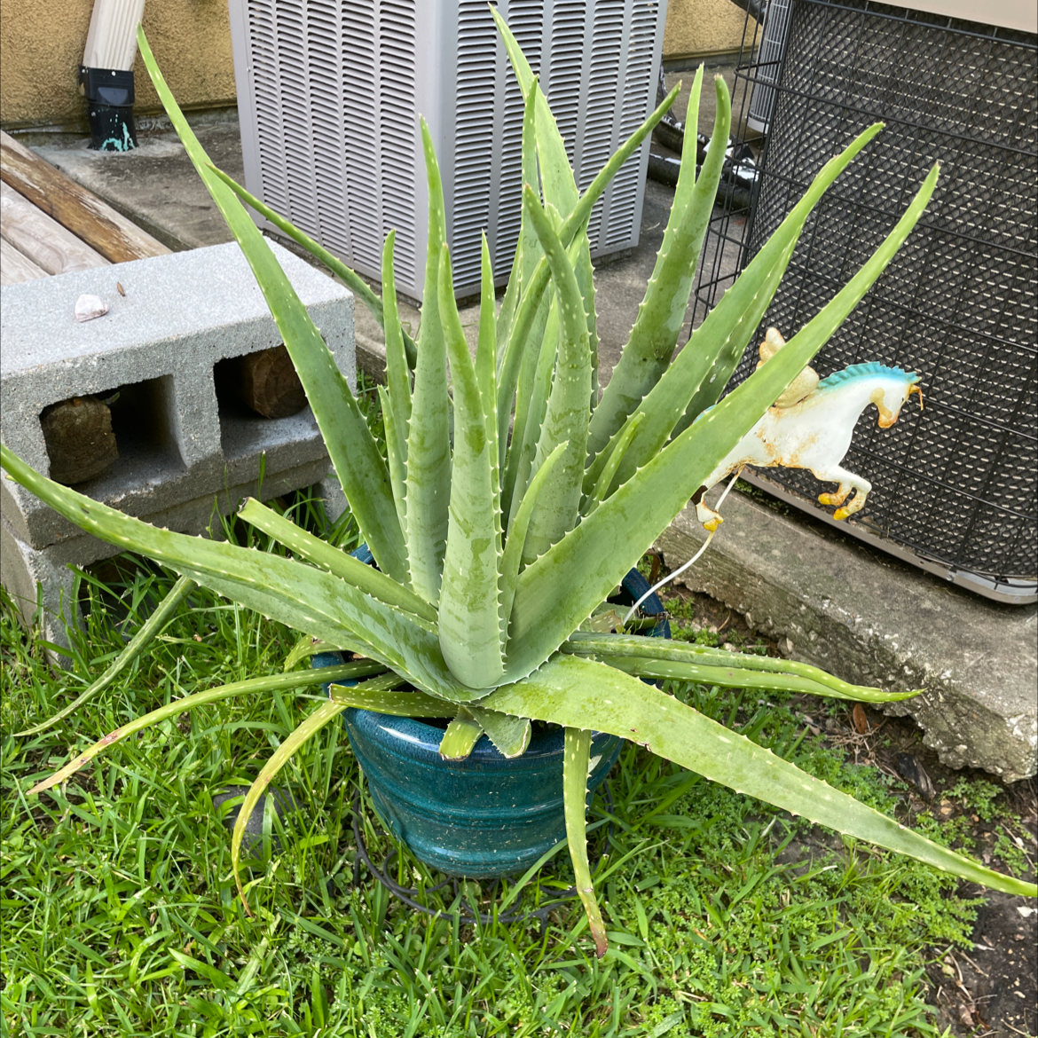 Aloe vera plant photo by @VikkiB named Aloe There on Greg, the plant care app.
