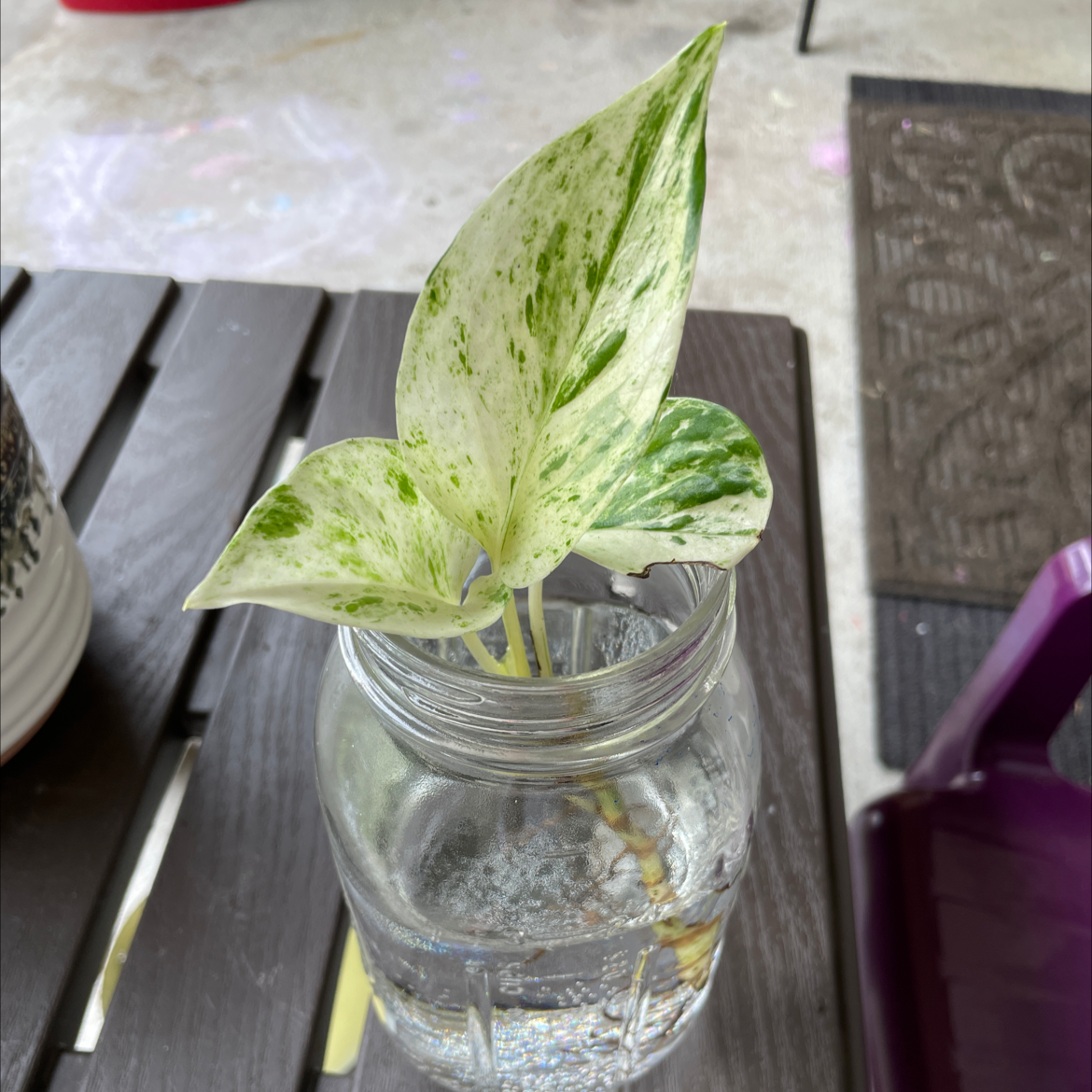 Taro Vine plant photo by @VikkiB named Marbles on Greg, the plant care app.