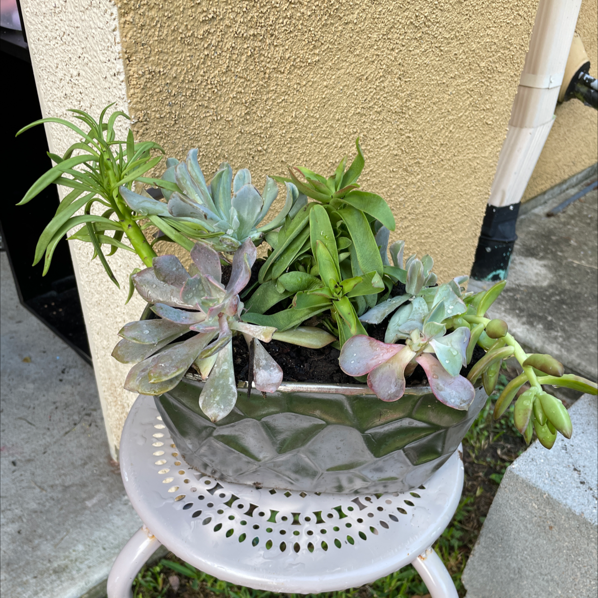 Echeveria Gibbiflora plant photo by @VikkiB named Varity on Greg, the plant care app.
