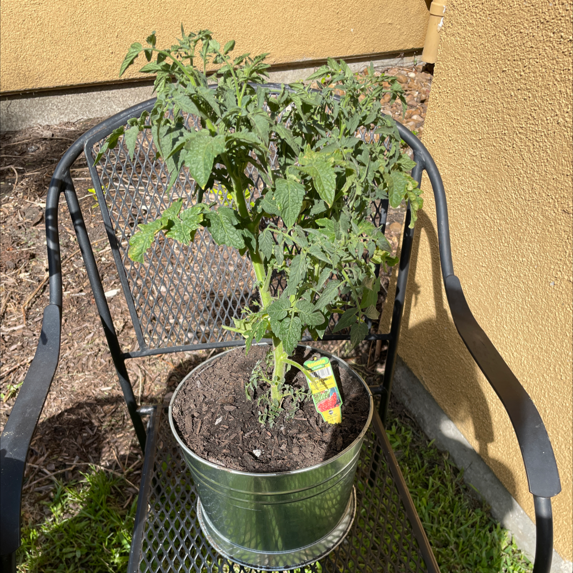Tomato Plant plant photo by @VikkiB named Tommy on Greg, the plant care app.