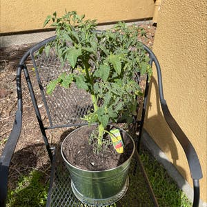 Tomato Plant plant photo by @VikkiB named Tommy on Greg, the plant care app.