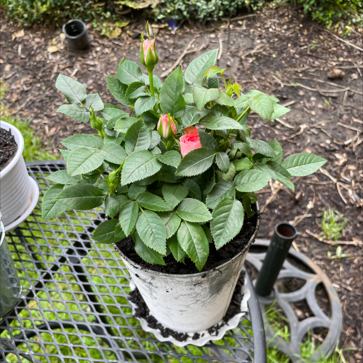 Miniature Rose plant photo by @VikkiB named Pink Ladies on Greg, the plant care app.