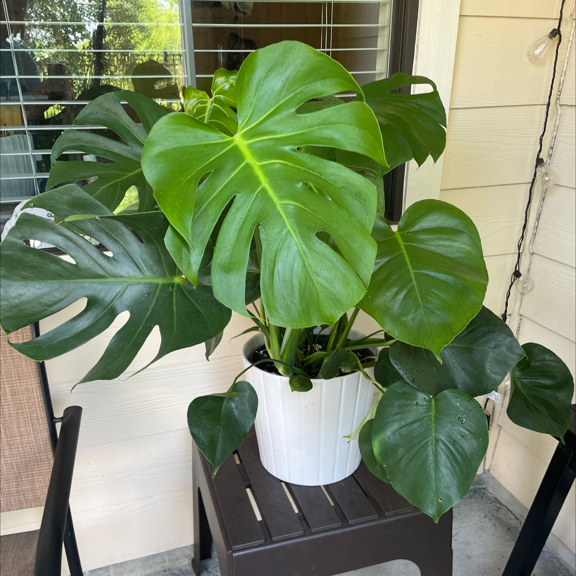 Monstera plant photo by @VikkiB named Hamilton on Greg, the plant care app.