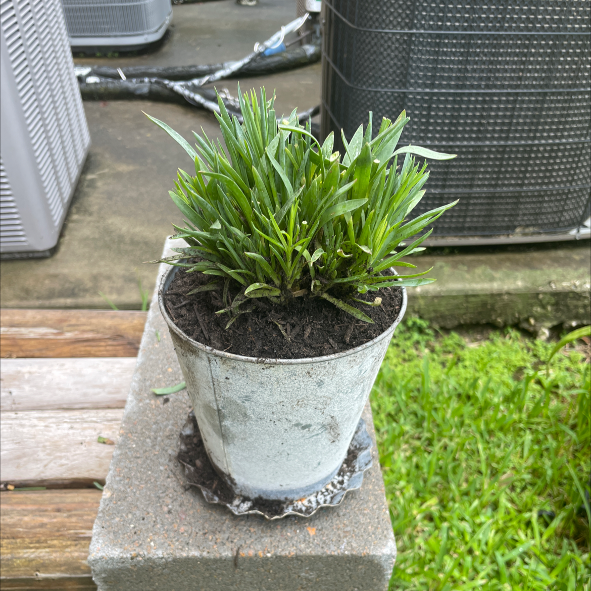 Dianthus 'Supra Purple' plant photo by @VikkiB named Diana on Greg, the plant care app.