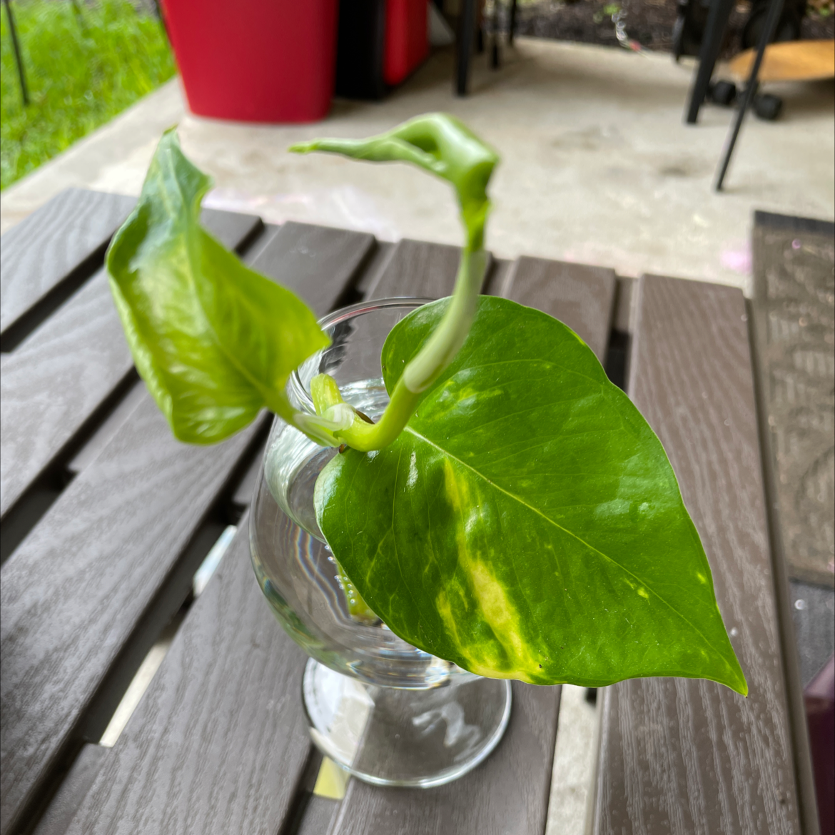 Taro Vine plant photo by @VikkiB named Hearty on Greg, the plant care app.