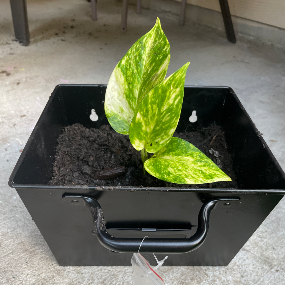 Taro Vine plant photo by @VikkiB named Willow on Greg, the plant care app.