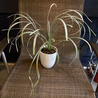 Spider Plant plant in League City, Texas