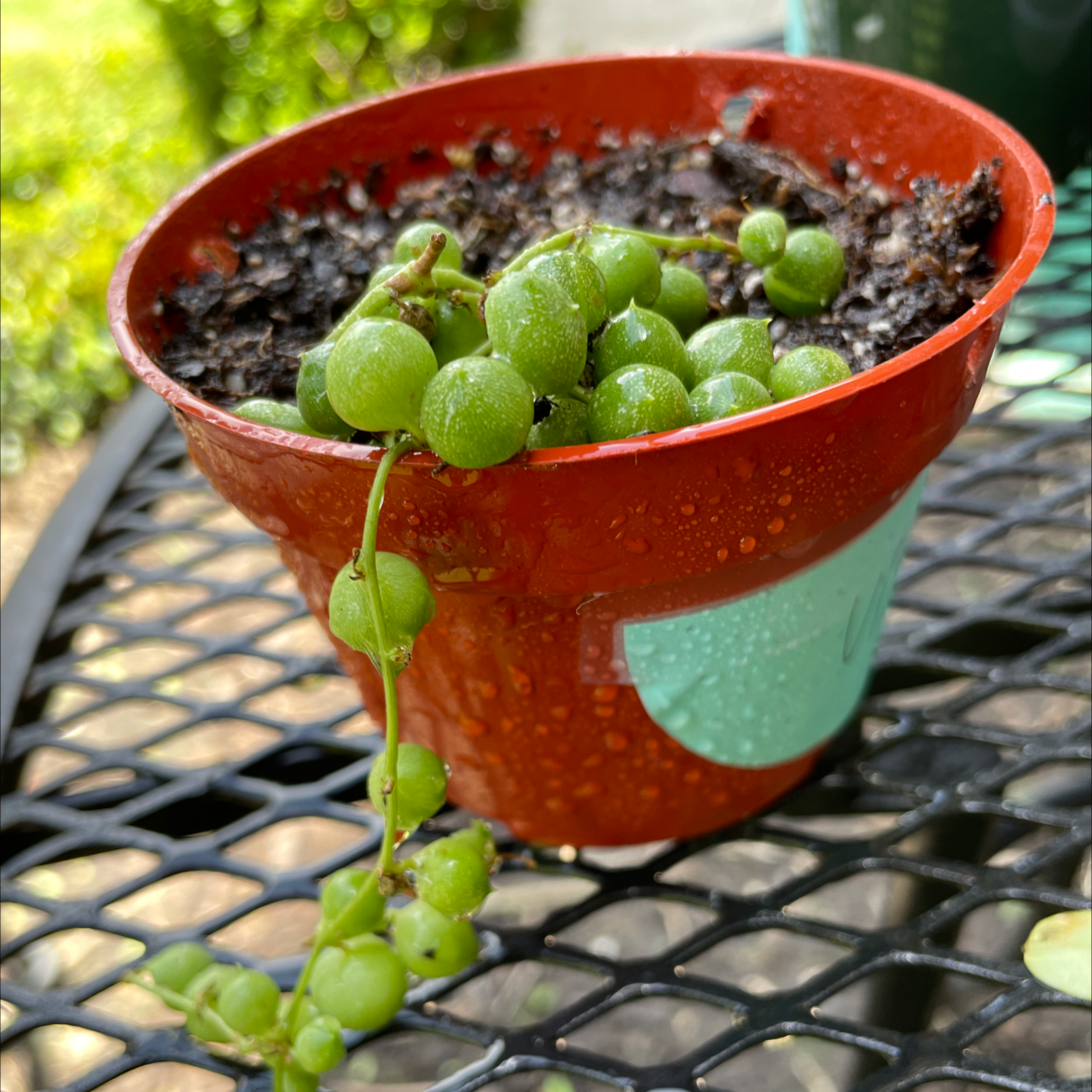 String of Pearls plant photo by @VikkiB named Pearlah on Greg, the plant care app.