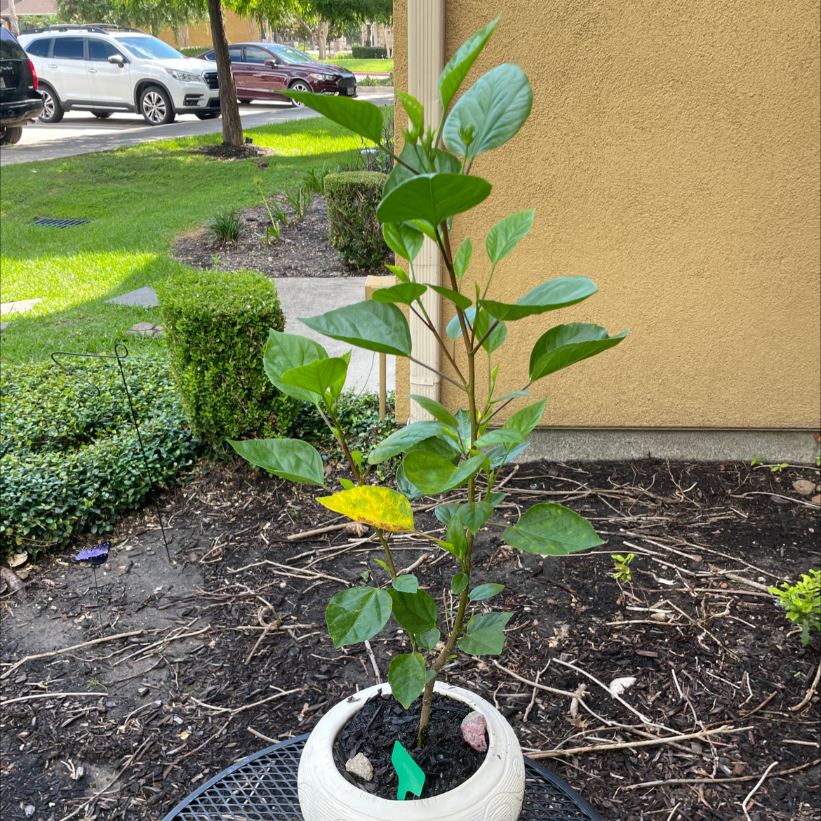 Hibiscus Tree plant photo by @VikkiB named Mr. Hibiscus on Greg, the plant care app.