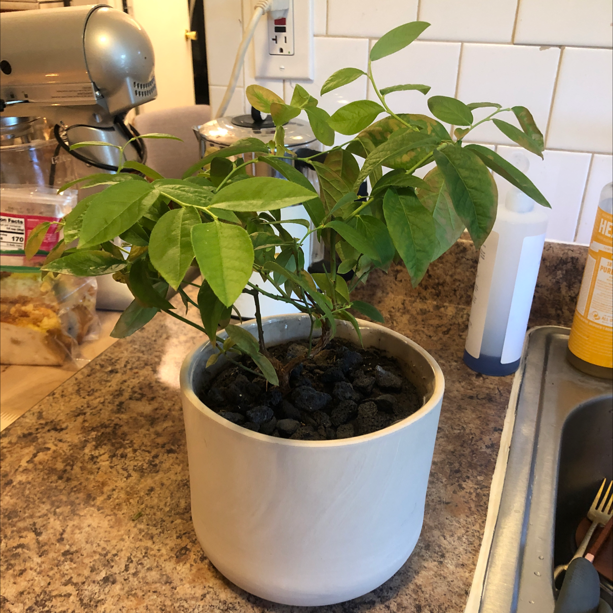 Potted Lucky Bean Tree with green leaves on a kitchen counter.