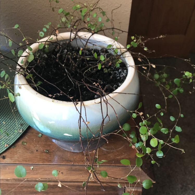 Creeping Wire Vine plant photo by Sasha named Maidenhair Vine on Greg, the plant care app.