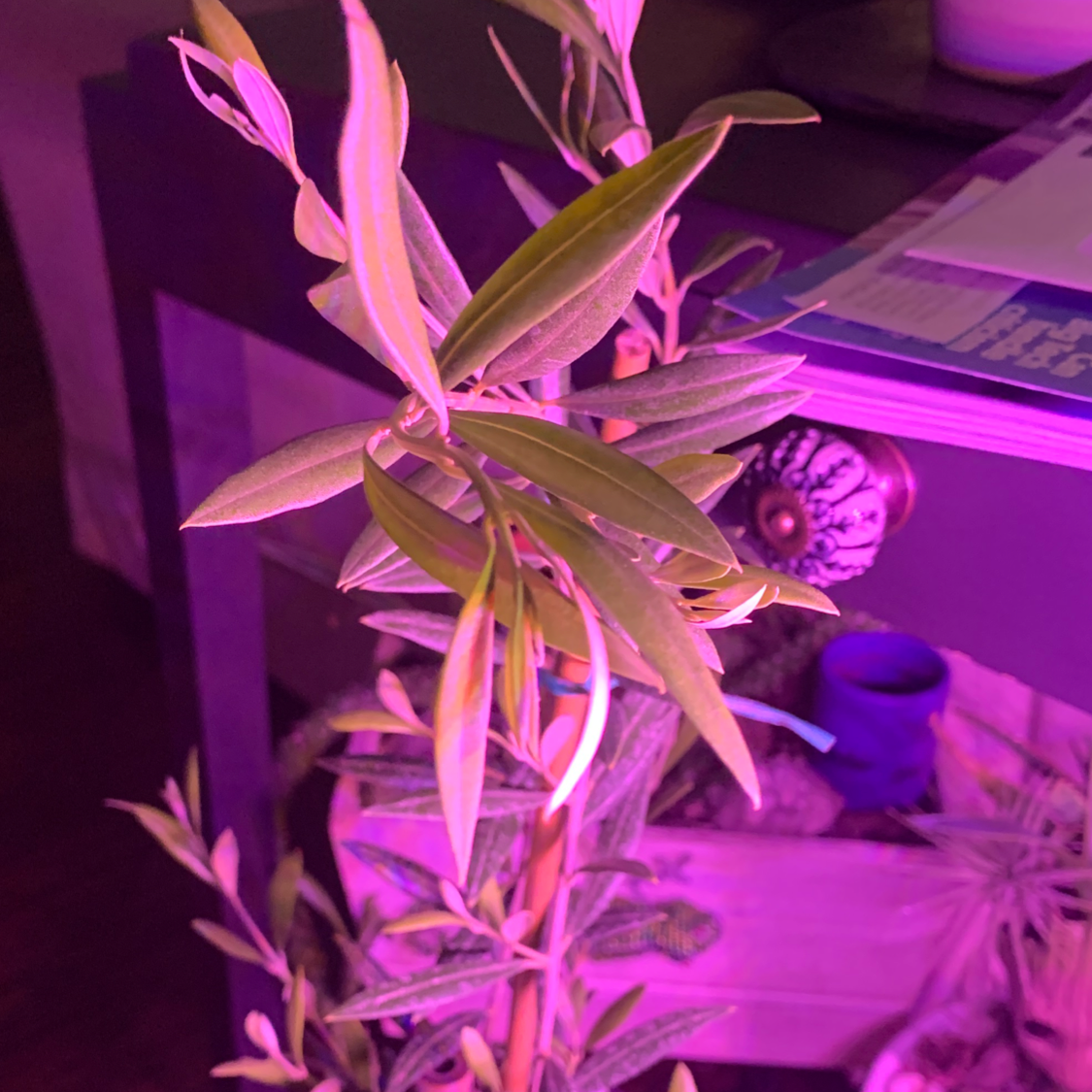 Oleander plant with elongated leaves under purple lighting, background includes various objects.