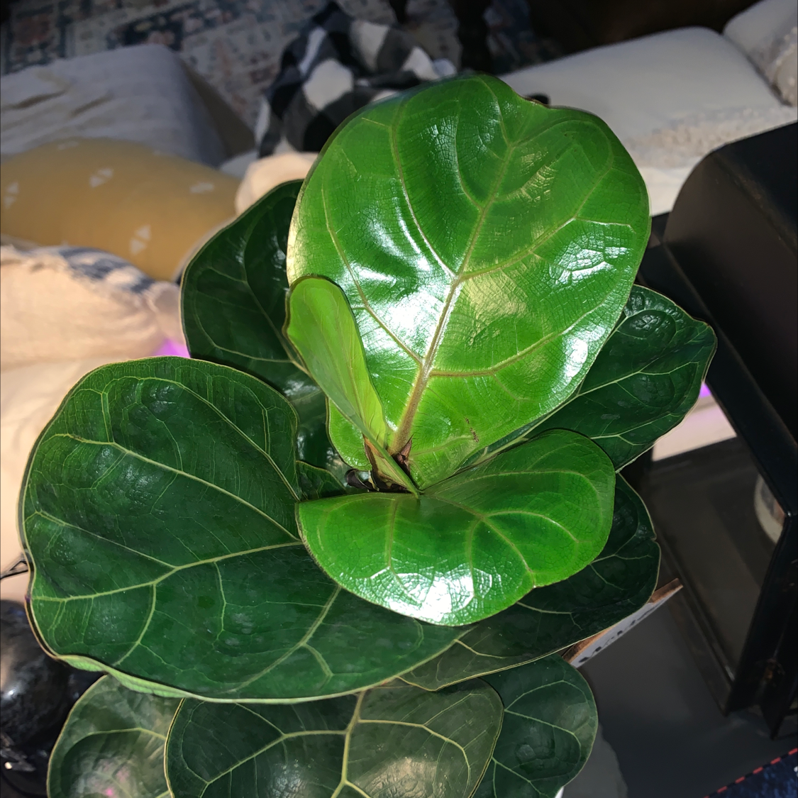 Fiddle Leaf Fig plant photo by Darrell named Your plant on Greg, the plant care app.