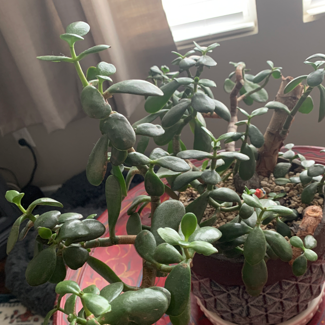 Lucky Plant plant photo by Darrell named Bella on Greg, the plant care app.