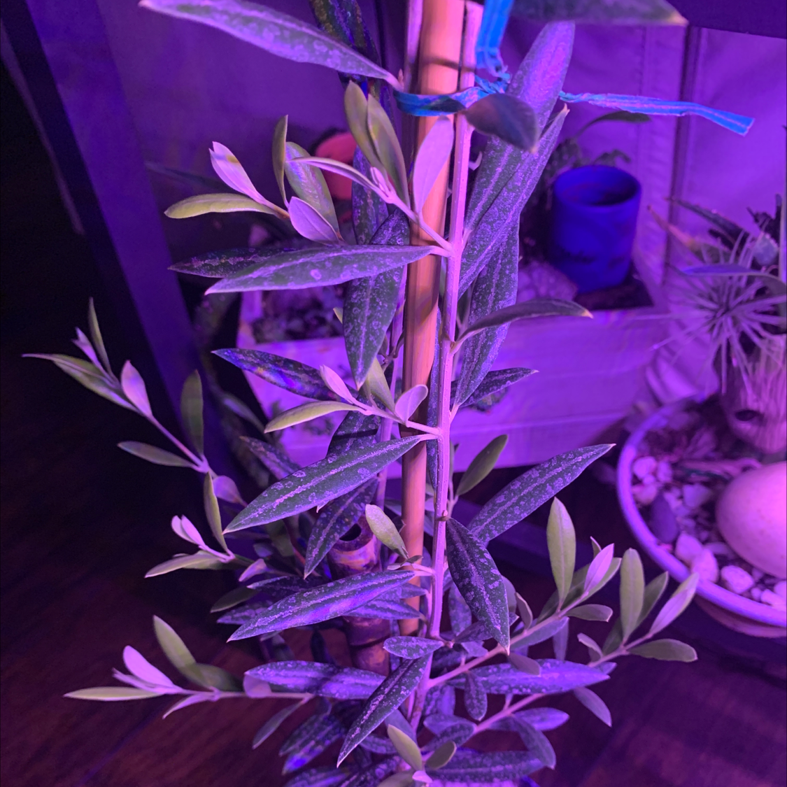 Olive Tree plant photo by Darrell named Tree Diddy on Greg, the plant care app.