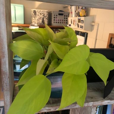 Neon Pothos plant photo by @franny named Demi Lovato on Greg, the plant care app.