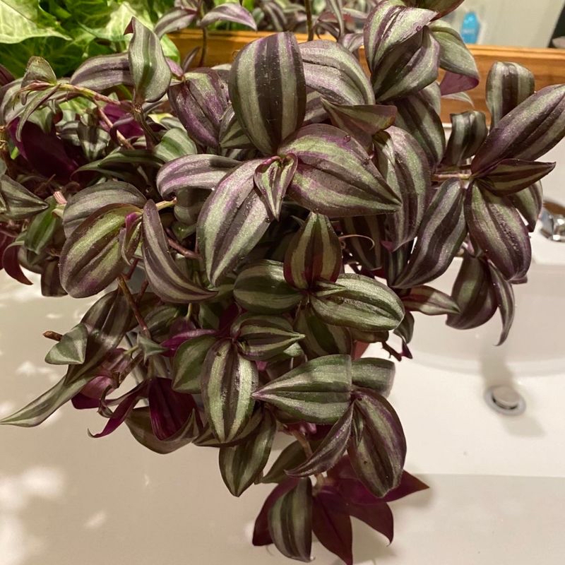 Healthy Tradescantia zebrina plant with purple and green striped leaves in a pot, showing slight leaf tip yellowing.