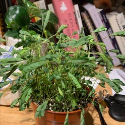 Dwarf Poinciana plant