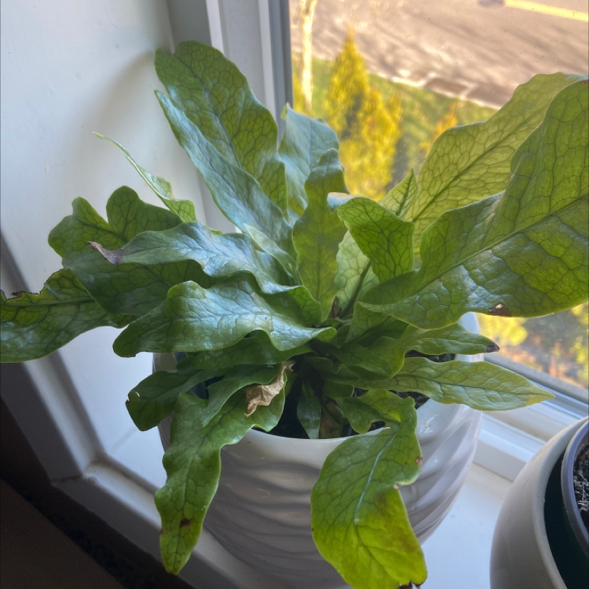 Crocodile Fern in a white pot on a windowsill with some browning on leaf edges.