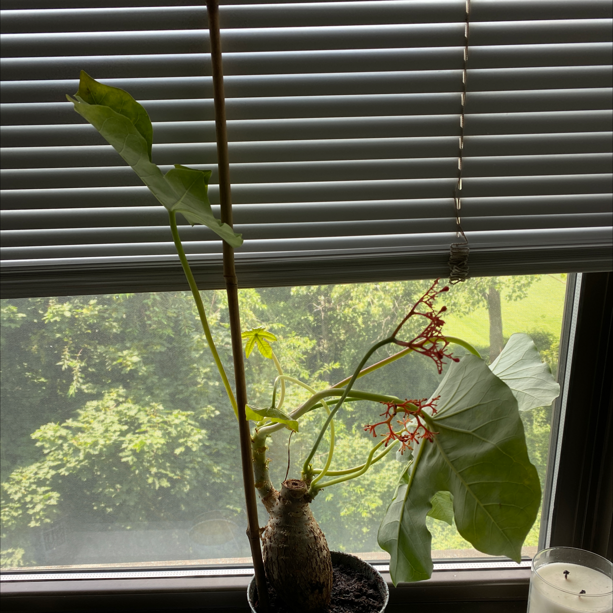 Buddha Belly Plant on a windowsill with large leaves and visible flowers.