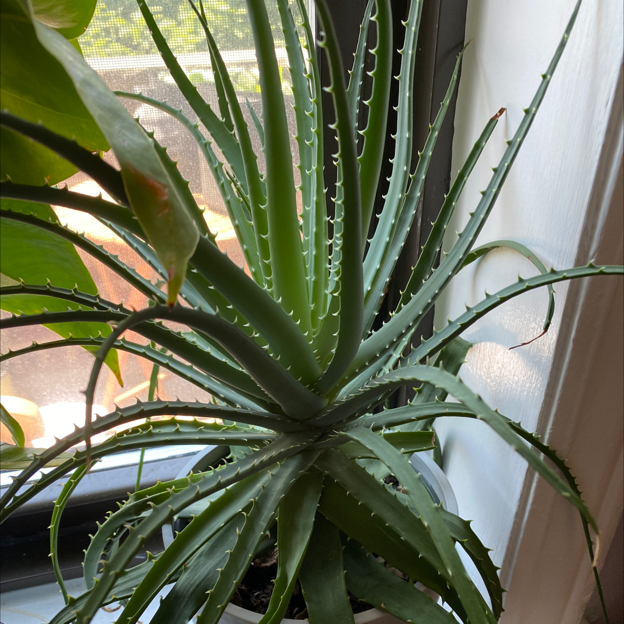 🌵 How Do I Propagate My Candelabra Aloe?