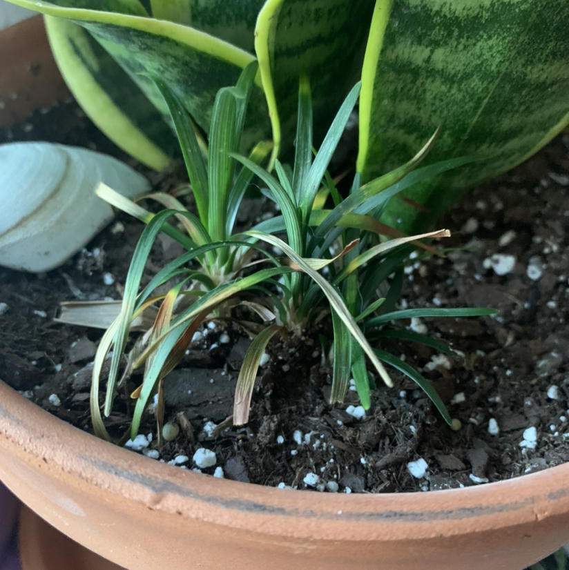 Mondo grass plant in a terracotta pot with visible soil and some leaf discoloration.