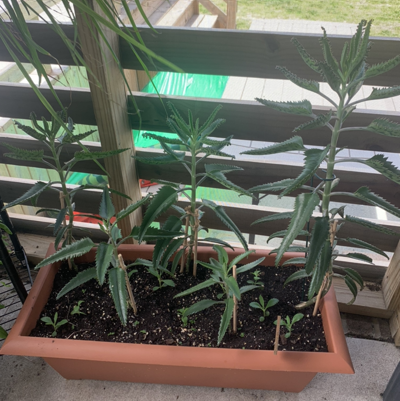 Mother of Thousands plant photo by @ellisinsight named Zeus on Greg, the plant care app.