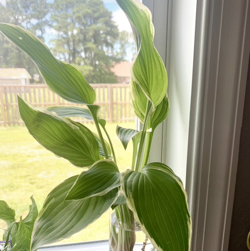 Hosta 'Patriot' plant near a window with variegated green and white leaves.