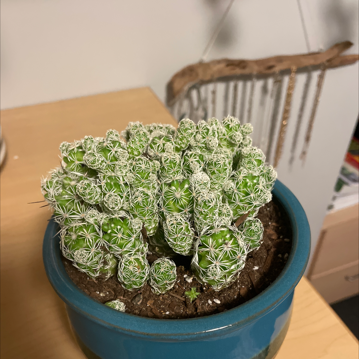 Missouri Foxtail Cactus in a blue pot with visible soil, healthy green coloration, and white spines.