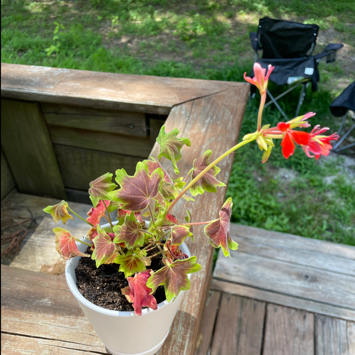 Zonale Geranium plant photo by @RIPsora named Acid on Greg, the plant care app.