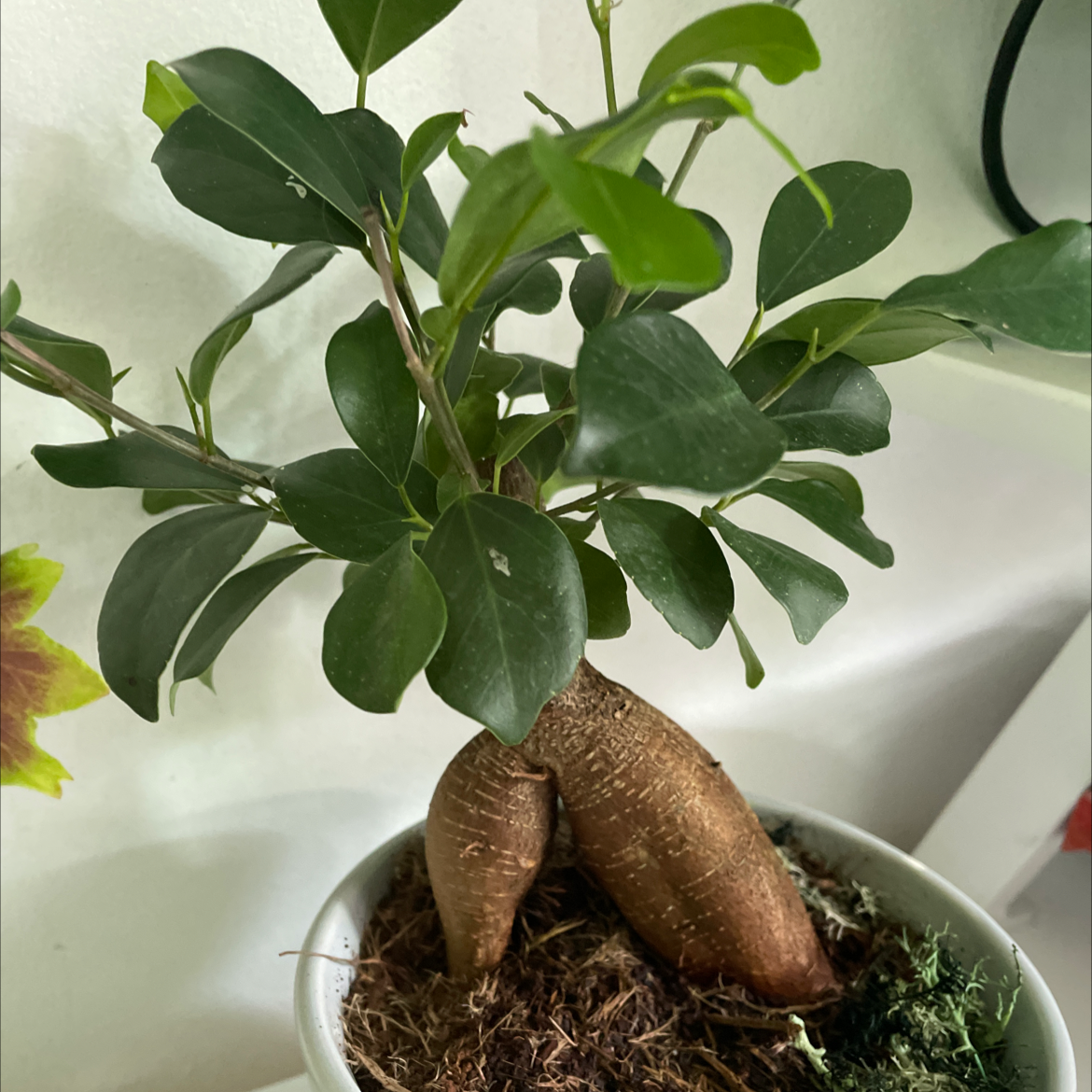 Ficus Ginseng plant photo by @RIPsora named Sir pee on Greg, the plant care app.