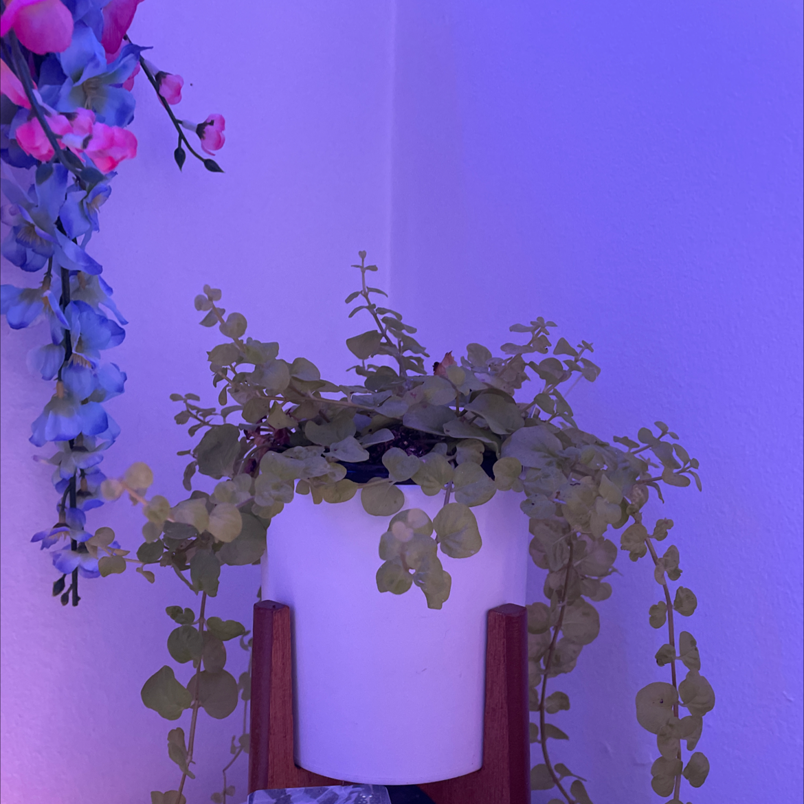 Creeping Jenny plant photo by @RIPsora named Stinky on Greg, the plant care app.
