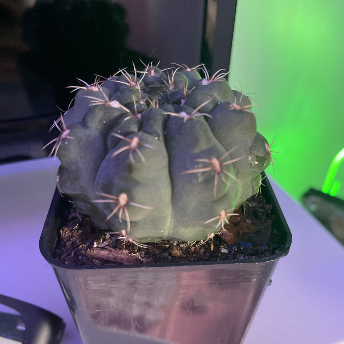 Texas Barrel Cactus plant photo by @RIPsora named Sticky on Greg, the plant care app.