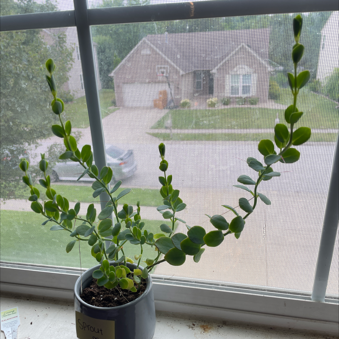 Marnier's Kalanchoe plant on a windowsill in a pot with visible soil.