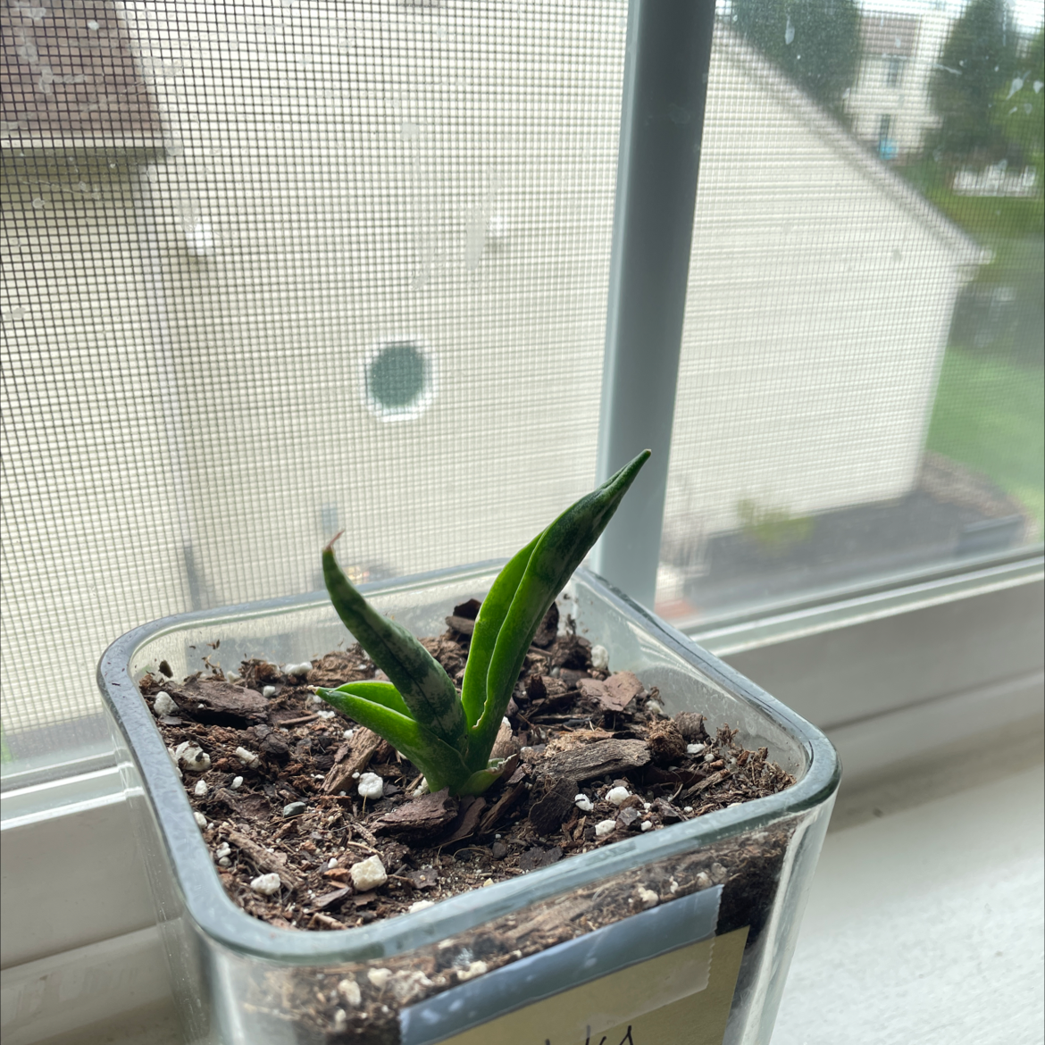 Snake Plant plant photo by @tehaniii named Buddy on Greg, the plant care app.