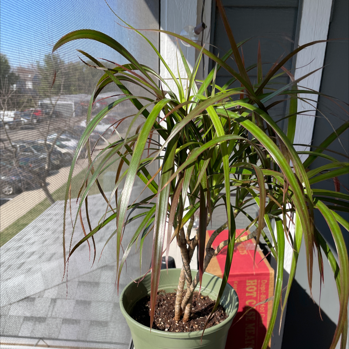 Madagascar Dragon Tree (Dracaena marginata) in a pot near a window with some browning leaf tips.