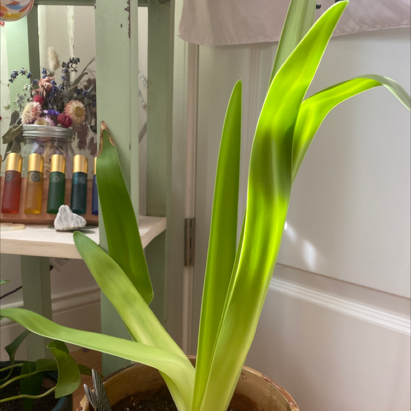 Striped-Tubed Amaryllis plant with long green leaves in a pot, well-lit and healthy.