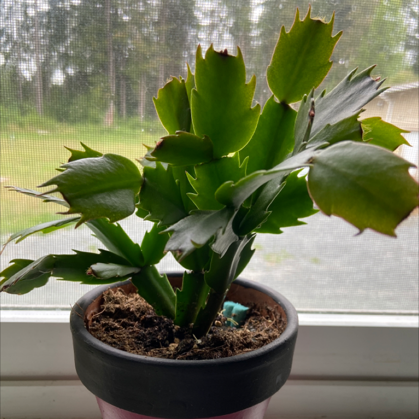 False Christmas Cactus plant photo by @mackenziemilner named Pavo on Greg, the plant care app.