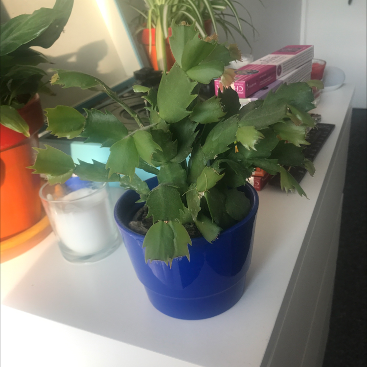 False Christmas Cactus plant photo by @Marianaviv named Pluto on Greg, the plant care app.