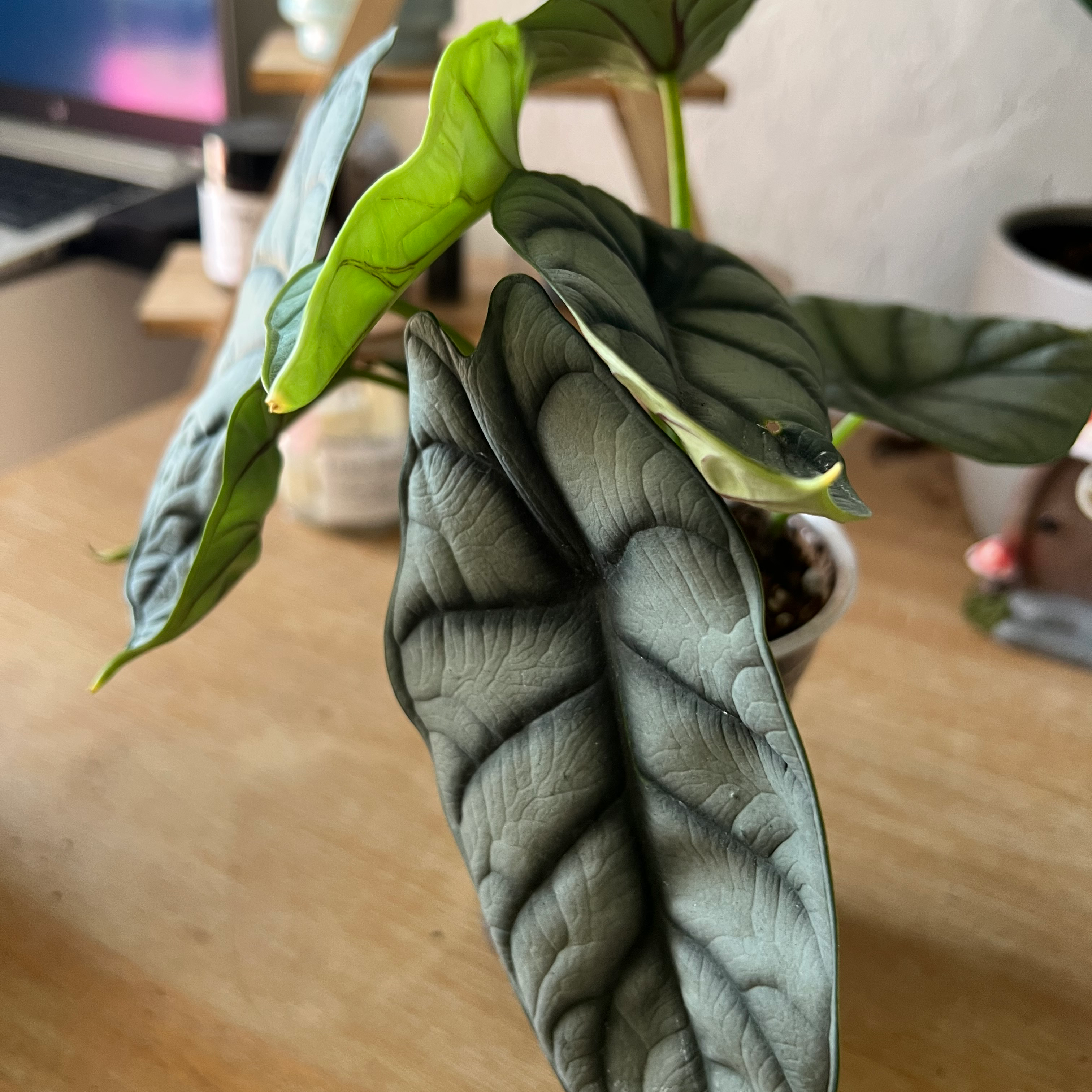 Silver Dragon plant with textured silver and green leaves on a wooden surface.